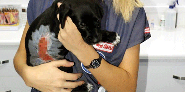 Bunu yapan insan olamaz! Yavru köpeği kaynar suyla haşladılar