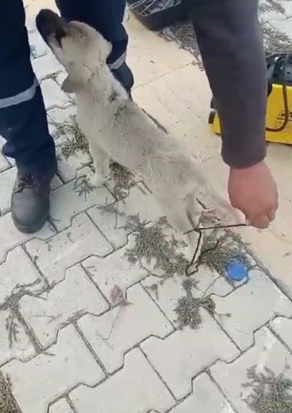 Bunu yapan insan olamaz! Ayaklarını bağladılar!