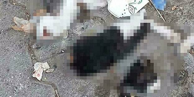Bunu yapan insan olamaz! İki kedi yavrusu parçalanmış halde bulundu
