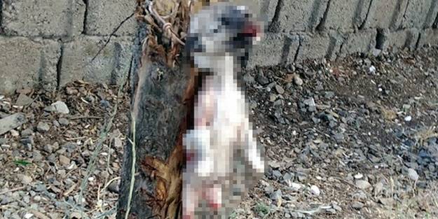 Bunu yapan insan olamaz! Kan donduran vahşet