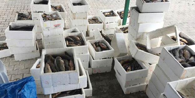 Bunu yapan insan olamaz! Kırşehir'de tam 149 kasa ele geçirildi