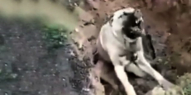 Bunu yapan insan olamaz! Zehirlenen köpek can çekişerek öldü