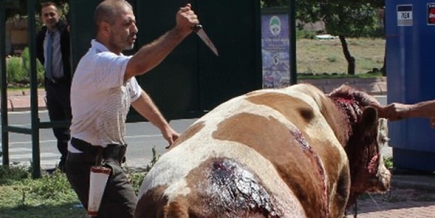 Bunu yapan insan olamaz! Boğayı bıçaklayarak götürdü