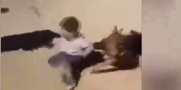 Bunu yapanlar insan olamaz!