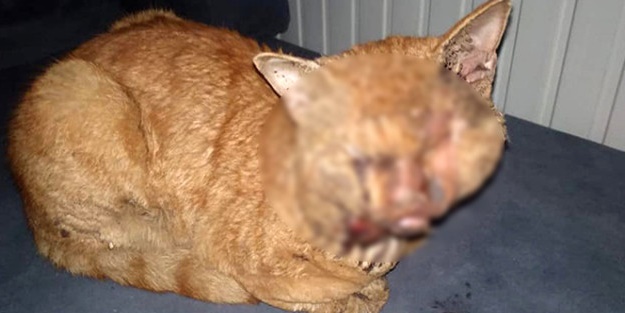 Bunu yapanlar insan olamaz! Naylon eritip kedinin gözlerine damlattılar