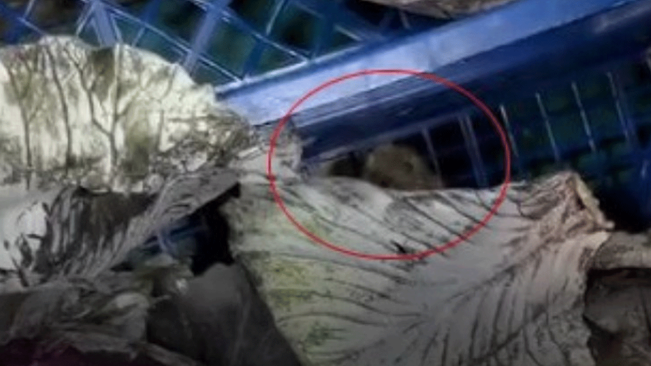 Bunun adı gıda terörü! Meyve ve sebze reyonunda fareler geziyor!