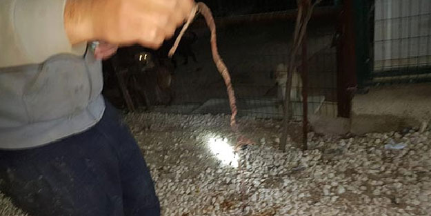 Bunun adı namussuzluk! Küçük sıpaya çivili tahta ile işkence yapmışlar