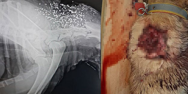Bunun adı vahşet! Köpeği av tüfeğiyle vurdular