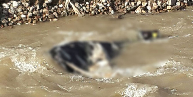 Bunun adı vahşet! Kulaklarını kesip...