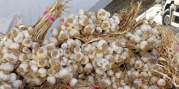 Bunun adı vicdansızlık, kilolarca sarımsak çöp konteynerine atıldı! Sebebi...