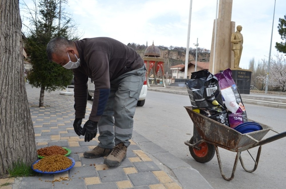 Bünyan Belediyesi sokak hayvanlarını unutmuyor 