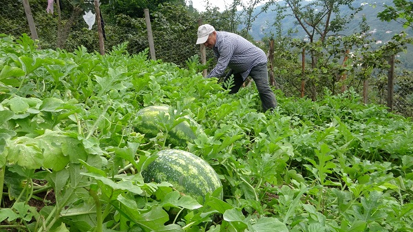 Burası Adana değil Giresun