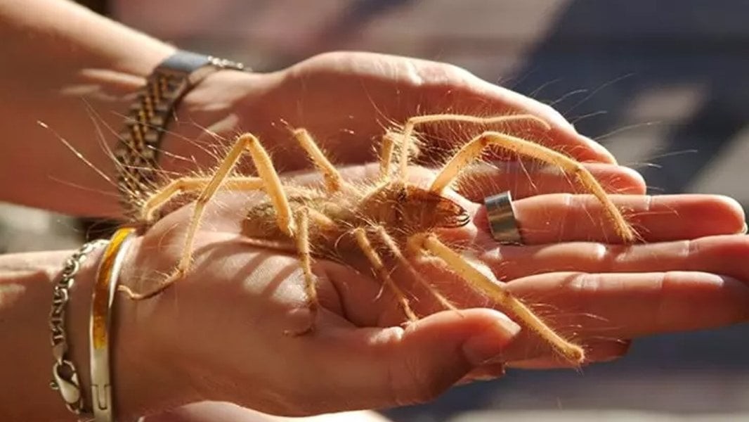 Burası Afrika değil! Kobra ve katil arıların ardından o ilimizde şimdi de dev et yiyen örümcek paniği