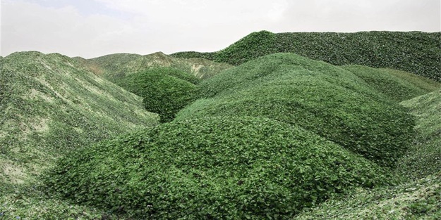 Burası bir orman değil! - FOTO