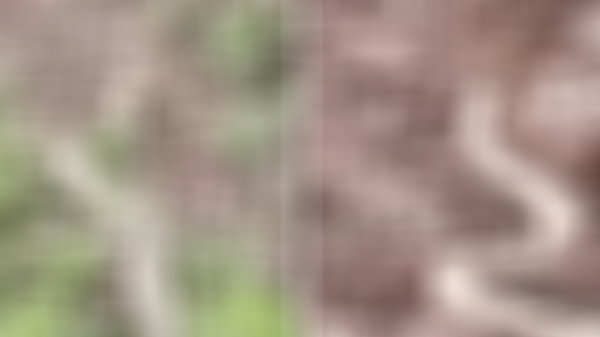 Burası Meksika değil Türkiye! Evin bahçesine giren dev yılan dehşet saçtı, kapıdan dışarıya adım atamadılar