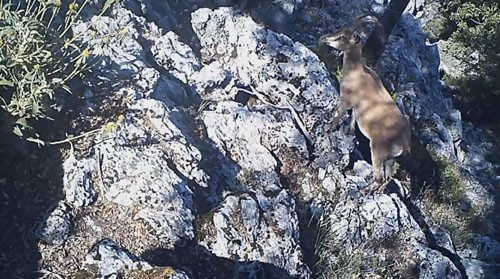 Burdur’da yaban keçisi ve yaban kedisi fotokapana yakalandı 