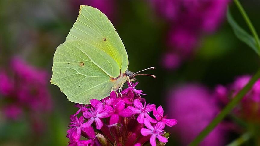 Burdur'da yeni bir kelebek türü bulundu