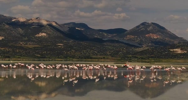 Burdur'un pembe kanatlı misafirleri