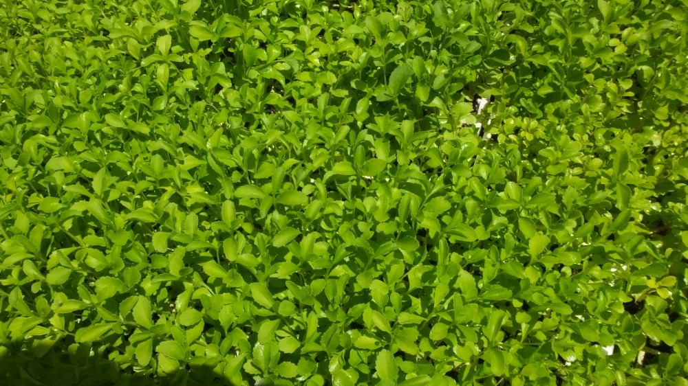 Burhaniye Stevia fidesi üretim merkezi oldu 