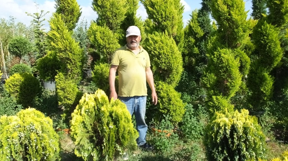 Burhaniye süs bitkileri üretim merkezi oldu 