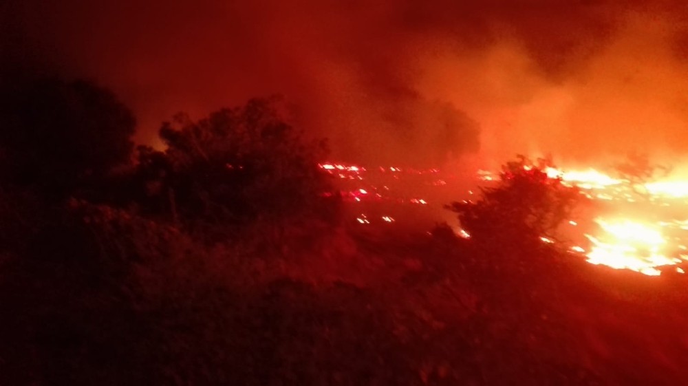 Burhaniye’de arazi yangınında mandalina ağaçları zarar gördü 
