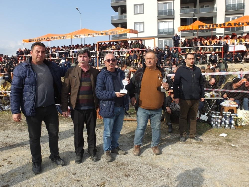 Burhaniye’de deve güreşlerini 15 bin kişi izledi 