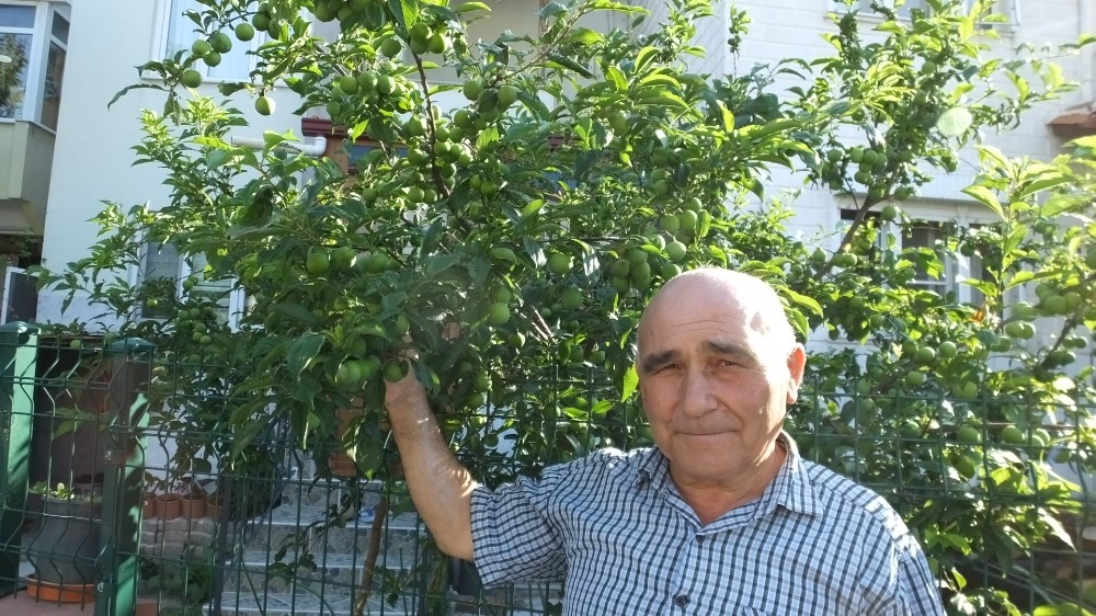 Burhaniye’de erik bereketi 