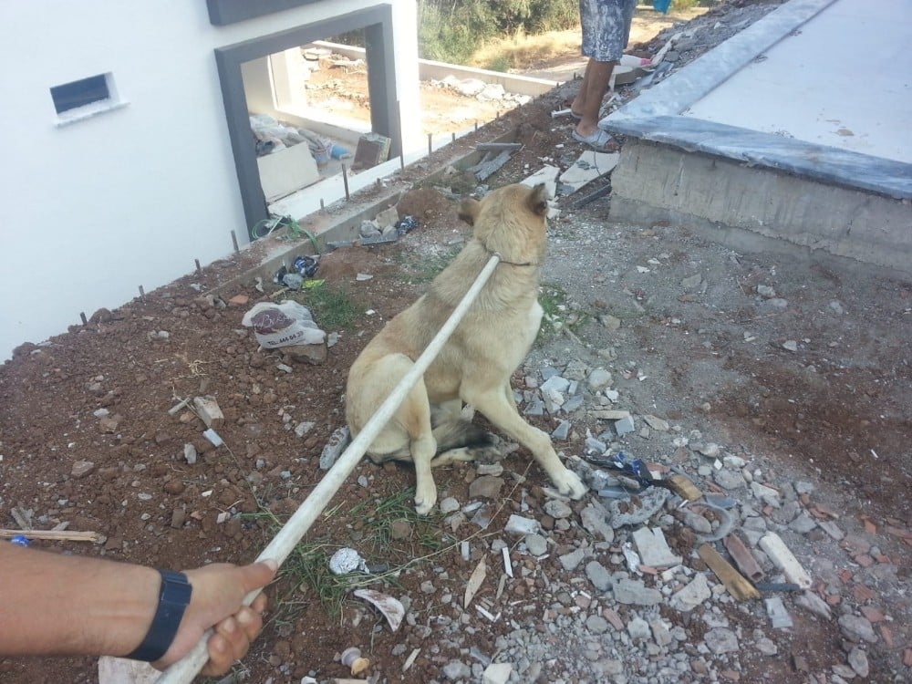 Burhaniye’de havuza düşen köpeği itfaiye kurtardı 