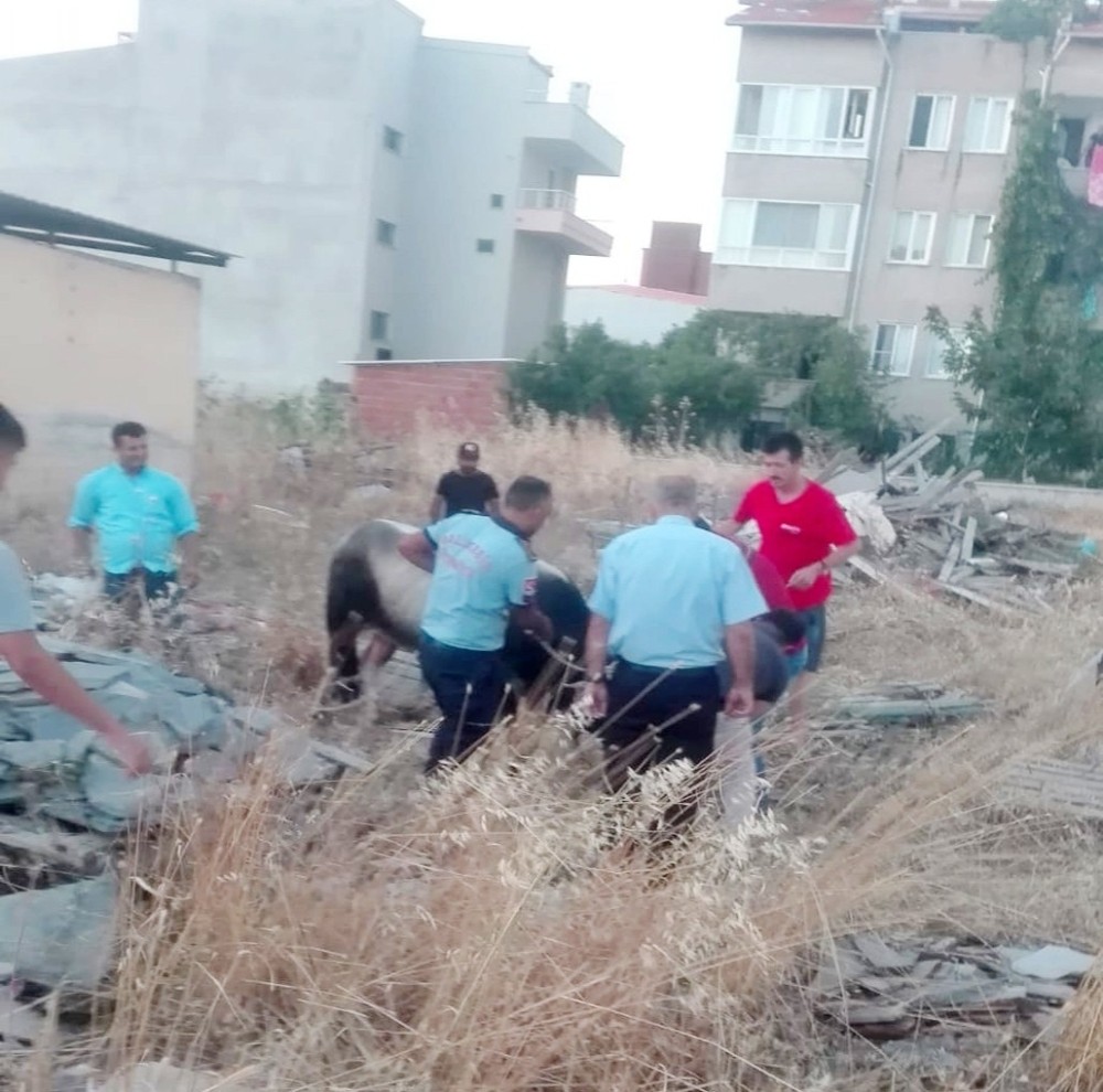 Burhaniye’de kaçan kurbanlık danayı itfaiye yakaladı 