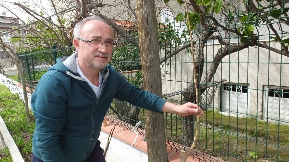 Burhaniye’de meyve ağaçlarında aşı zamanı 