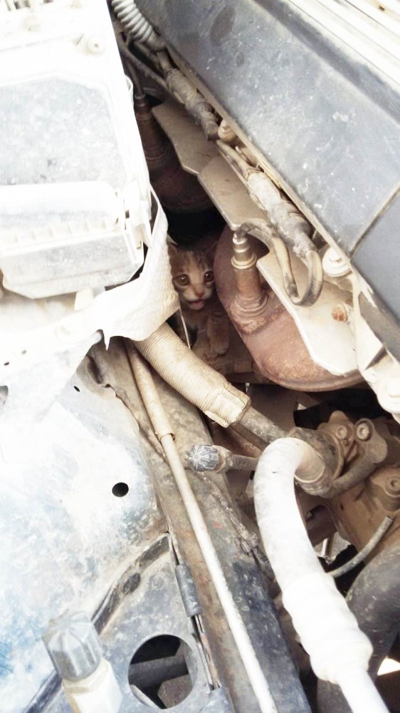Burhaniye’de otomobilin motoruna giren kediyi itfaiye çıkardı 