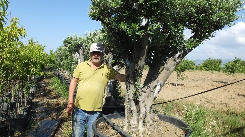 Burhaniye’de saksılı zeytin ağaçları ilgi gördü 