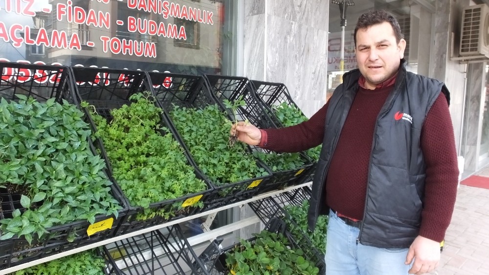 Burhaniye’de sebze meyve dikimine başlandı 