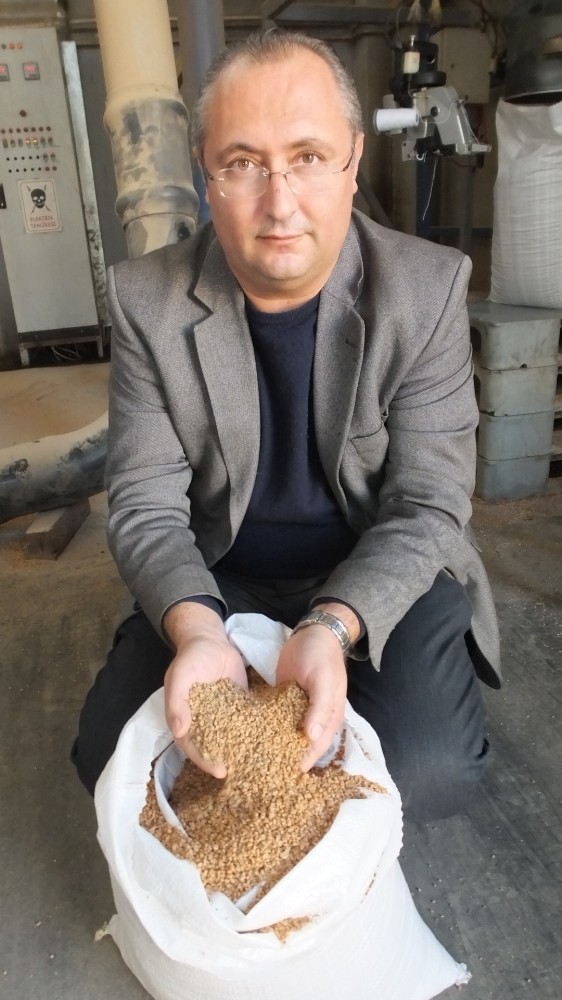 Burhaniye’de zeytin çekirdeğine Almanya’dan talep var 