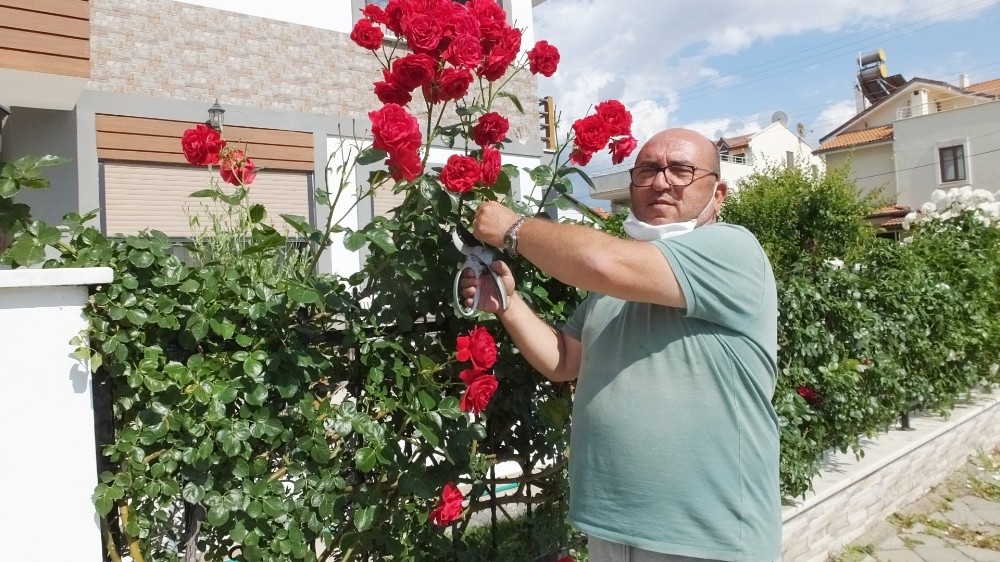 Burhaniyeli vatandaş evini gül bahçesine çevirdi 
