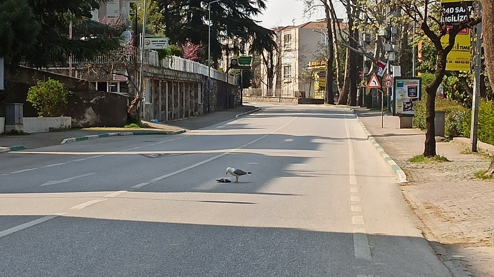 Bursa caddeleri martılara kaldı 