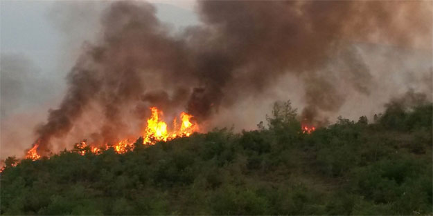 Bursa'da 5 hektarlık çamlık yandı