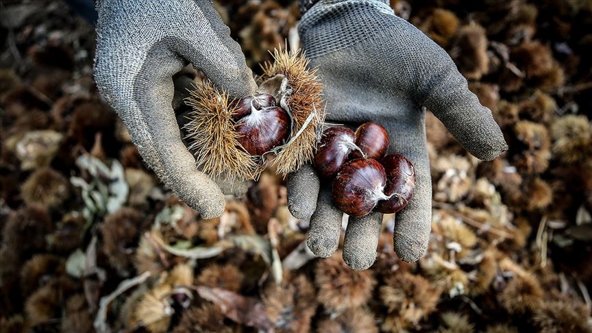 Bursa kestanesinde bu yıl erken hasat