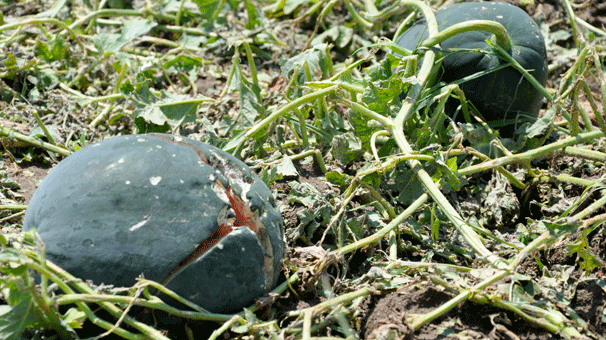 Bursa ovasında dolunun verdiği zarar gün yüzüne çıktı