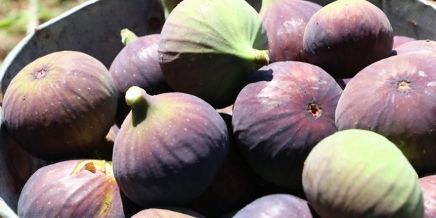 'Bursa siyahı' inciri: Dünyanın en kalitelisi Türkiye'de! 6 ülkeden heyet geldi