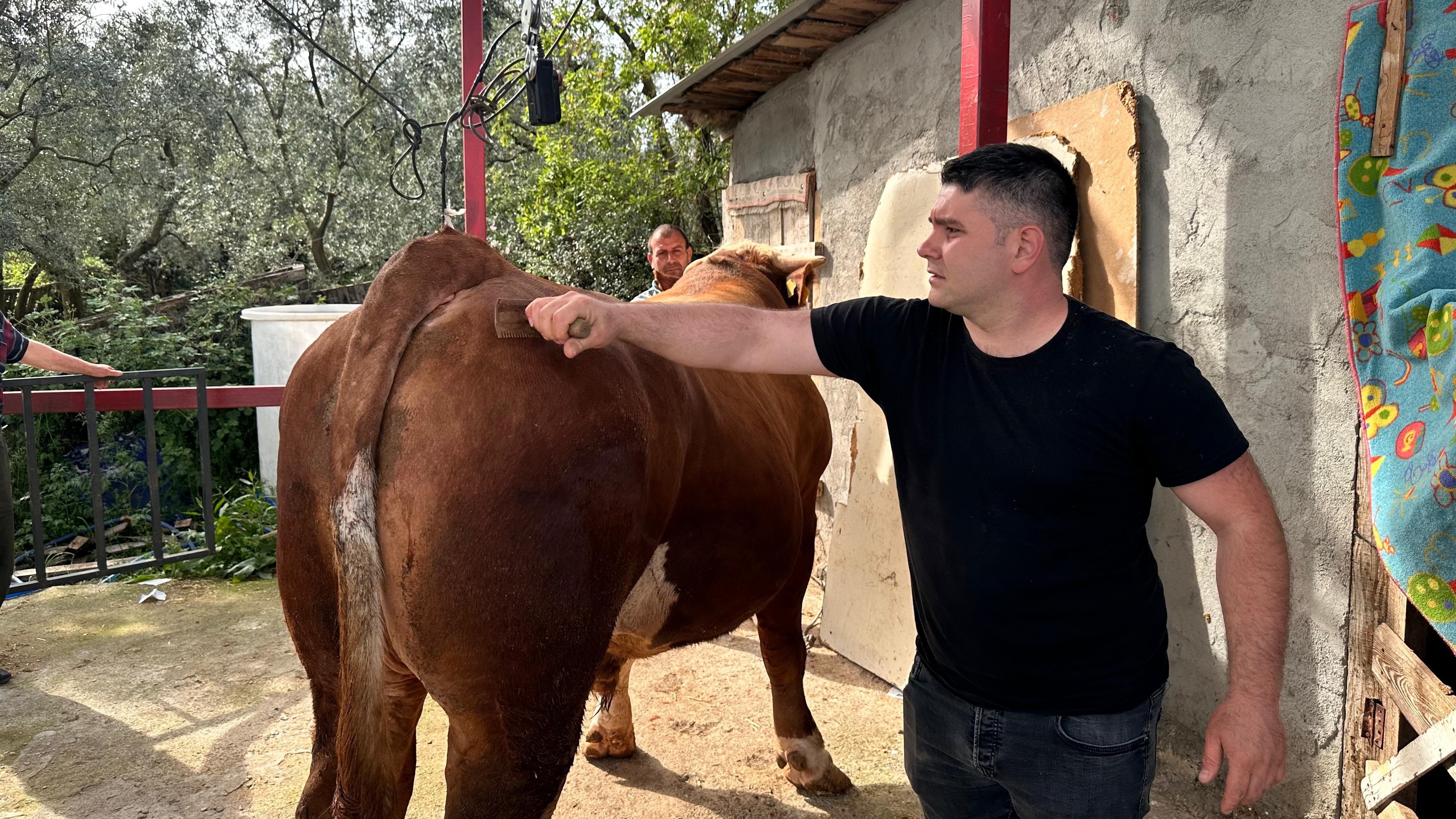 Bursa'da 1 ton 200 kiloluk kurbanlık dana, araba fiyatına satışa sunuldu!