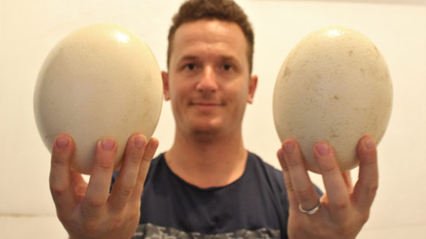 Bursa'da 1,5 ayda yumurtadan çıkıyor, tanesi 500 liradan alıcı buluyor!