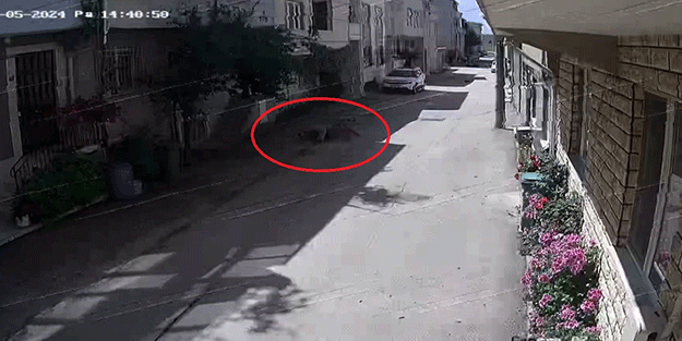 Bursa'da 3 çocuğa başıboş köpek saldırdı! Korku dolu anlar kamerada