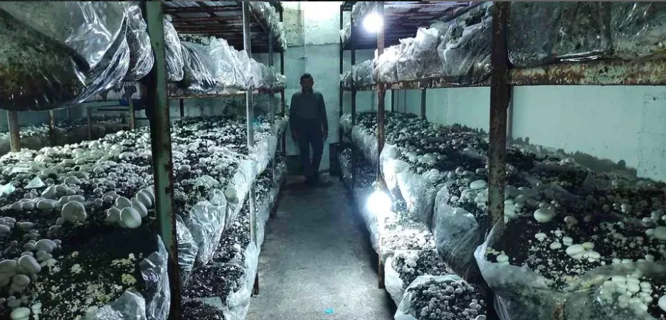 Bursa'da 400 metrekarelik alanda yapıyor! Paraya para demiyor! Her yerden sipariş yağıyor