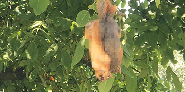 Bursa’da akıl almaz olay! Sincapları öldürüp, ağaca astılar