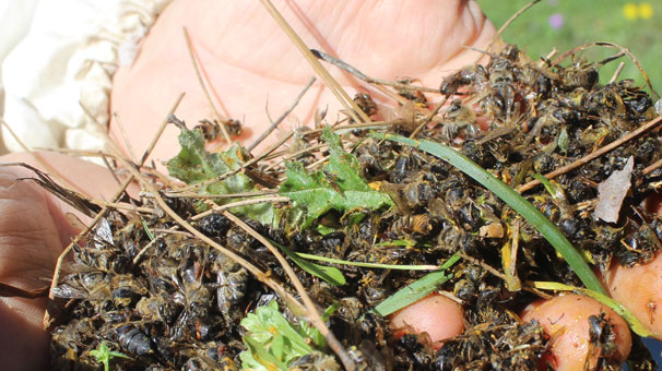 Bursa'da arı ölümleri engellenemiyor