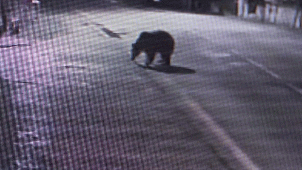 Bursa'da ayı firar etti!