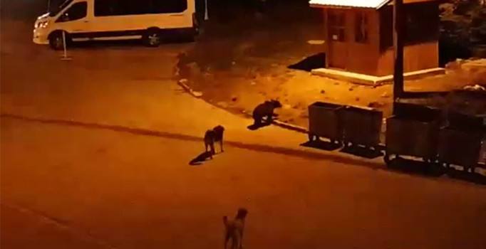 Bursa'da ayılar ormandan çıkıp çöp konteynerlerinde yiyecek aradı