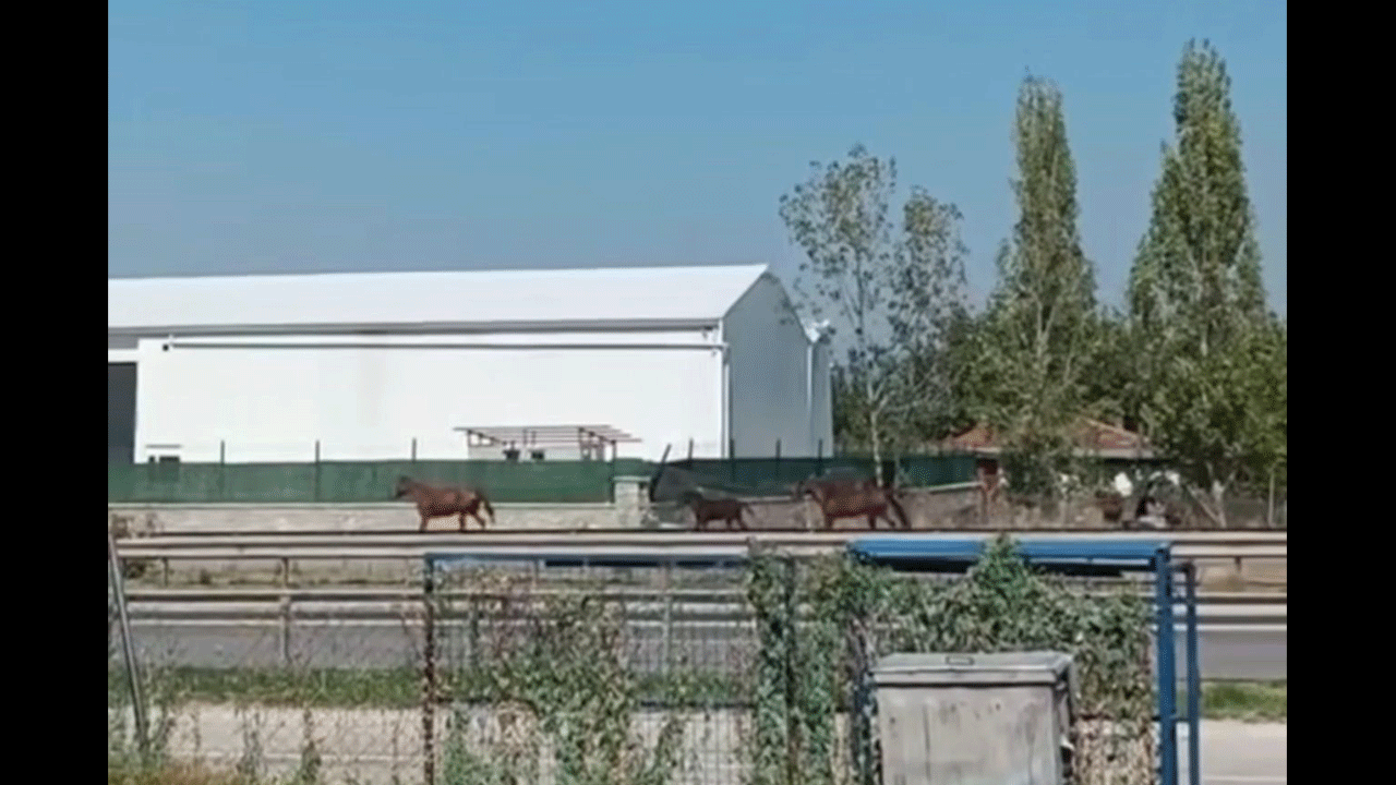 Cirit atan başıboş atlar böyle görüntülendi