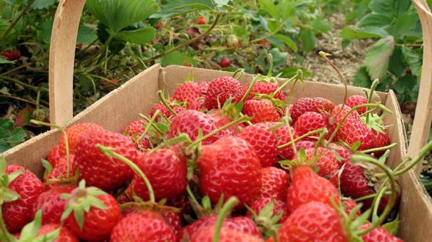 Bursa'da çiftçiye 3 milyon çilek fidesi dağıtıldı